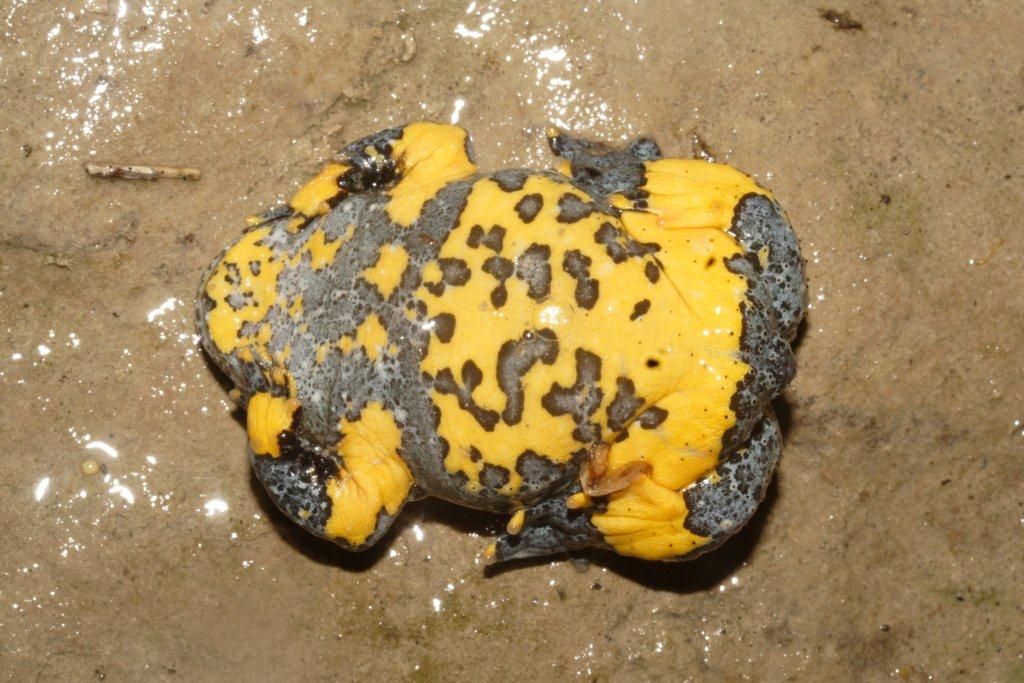 Centinaia di ovature di Salamandrina + 
